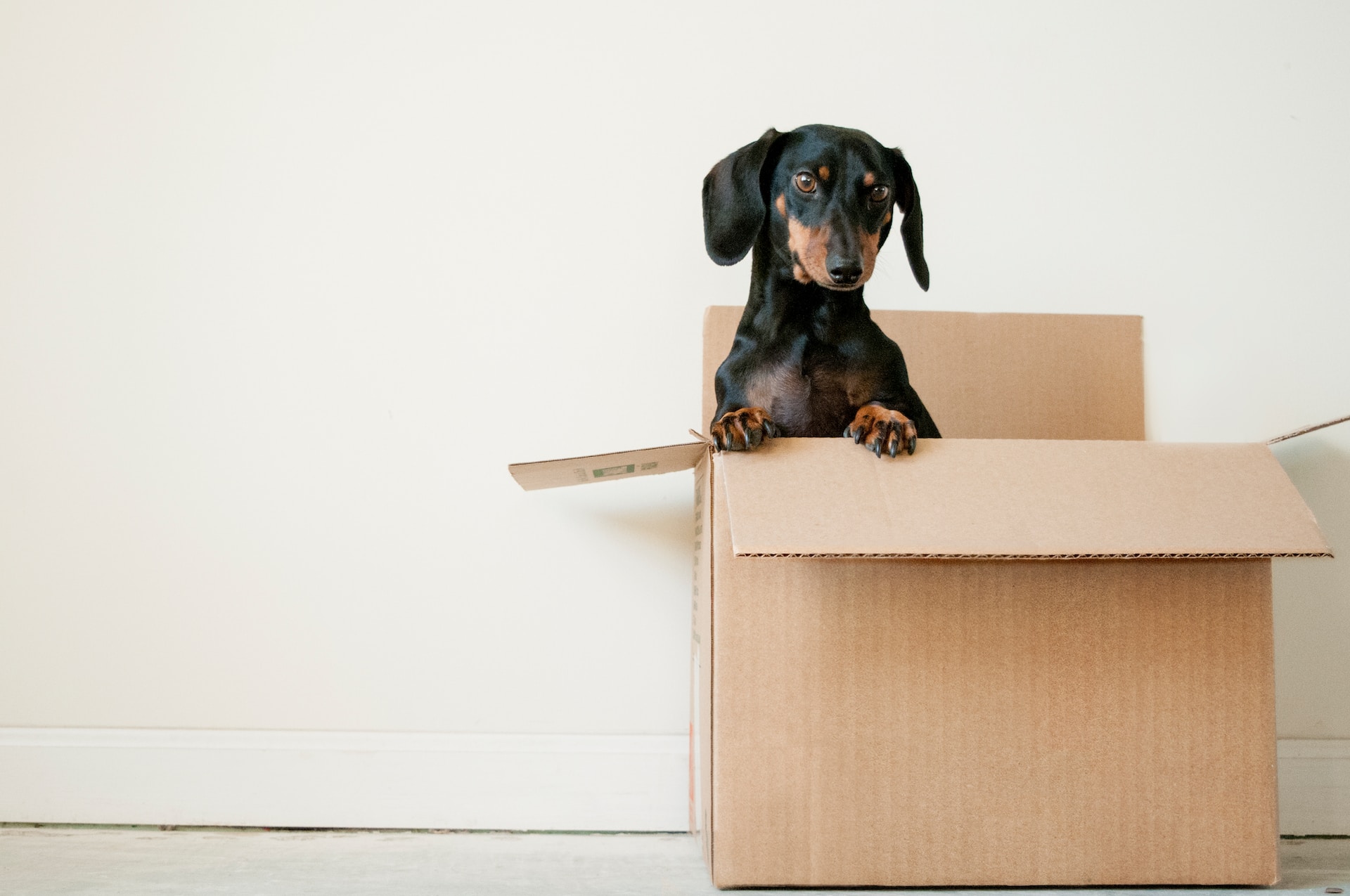 dog in a moving box